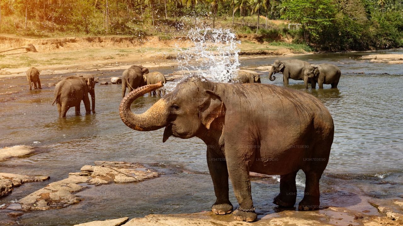 Pinnawala Elephant Orphanage