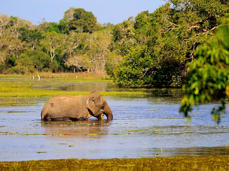 Leopard in Wilpattu National Park