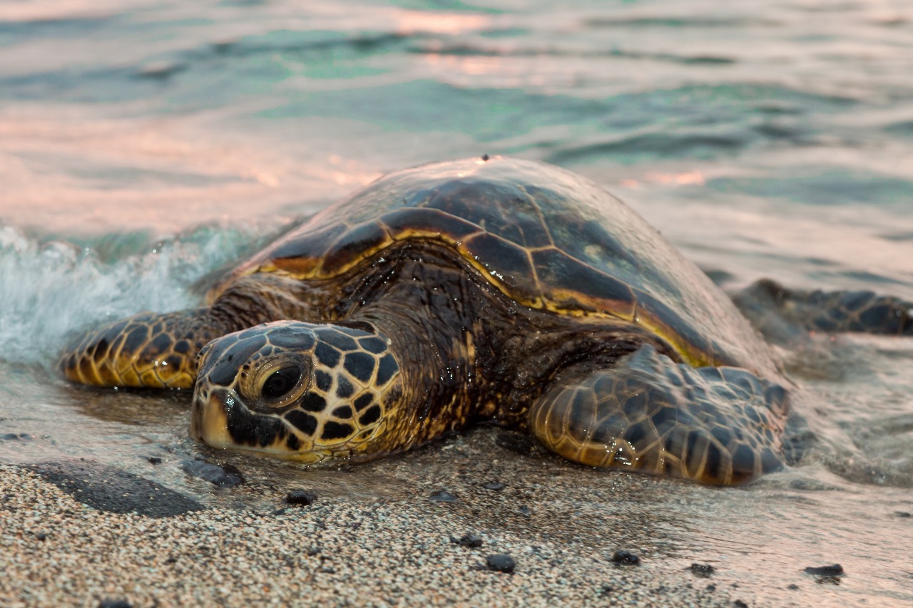 Colombo to Galle Day Tour