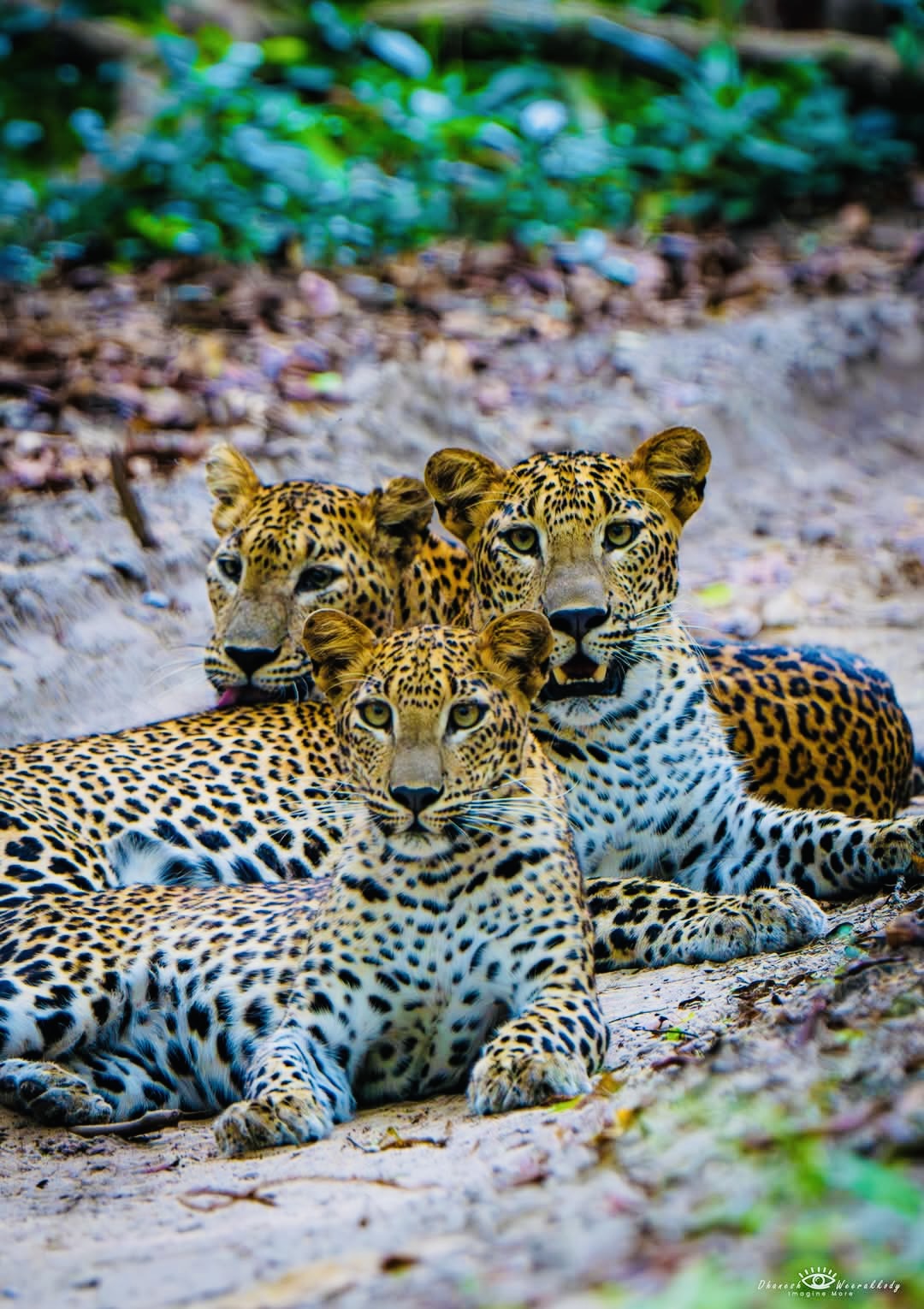 Wilpattu, Sri Lanka: national park landscapes and safari experiences