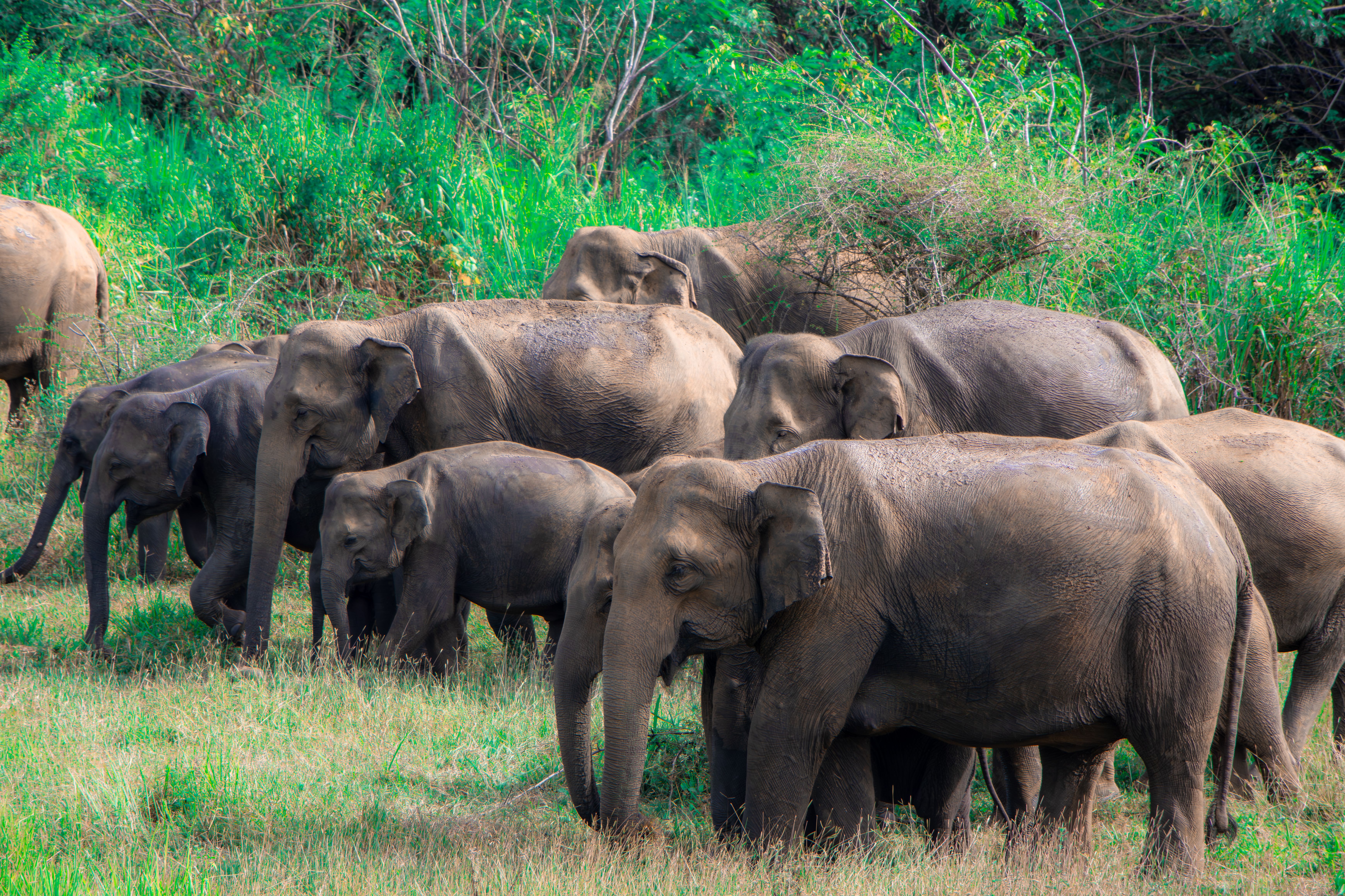 Udawalawe, Sri Lanka: local landscapes and travel experiences