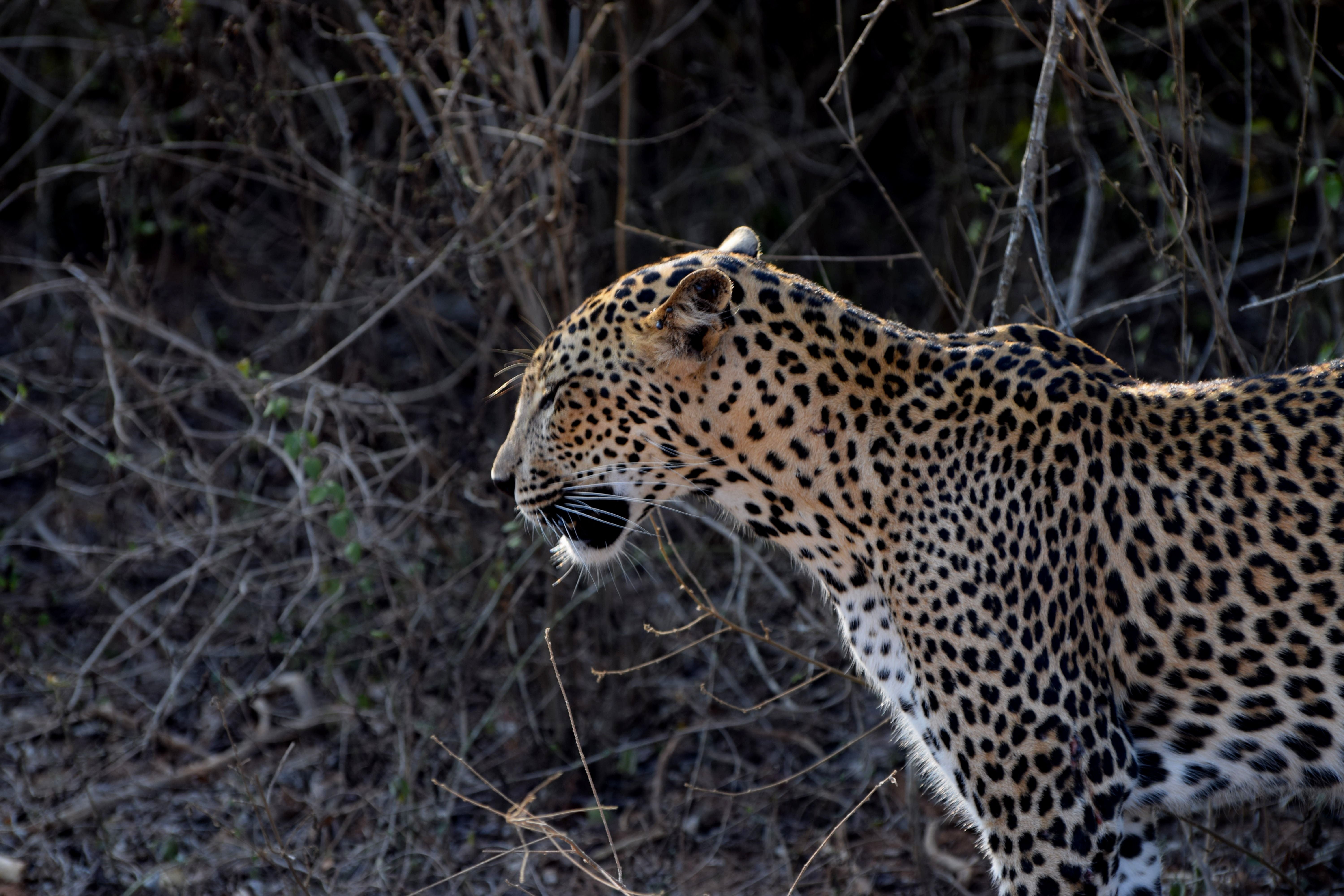 Yala, Sri Lanka: local landscapes and travel experiences
